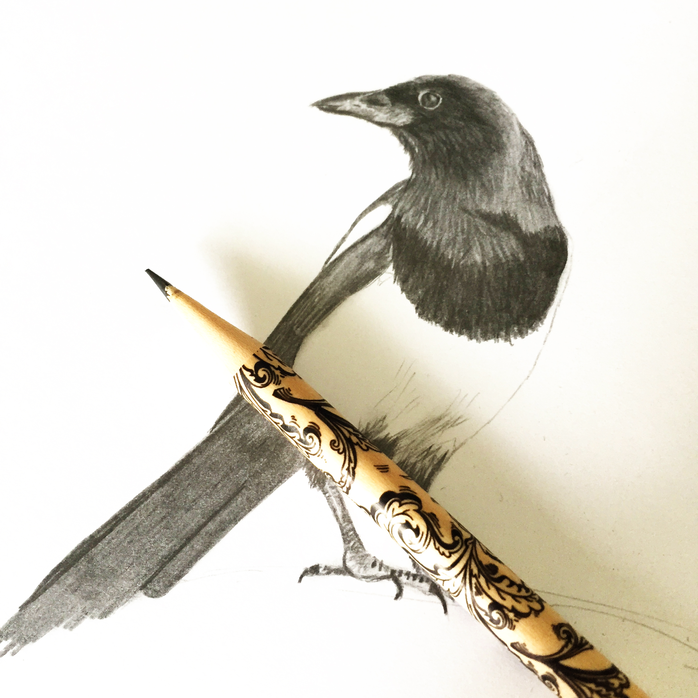 A pencil sketch of a magpie