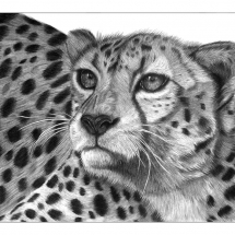 A drawing of a cheetah resting. Drawn in 2006 by Jerri Rose on Bristol Board using graphite pencils.