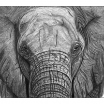 A drawing of an African Elephant. Drawn in 2006 by Jerri Rose using graphite pencils.
