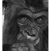 A drawing of a coy looking baby Gorilla. Drawn in 2007 by Jerri Rose on Bristol board using graphite pencils.