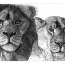 A drawing of a lion and a lioness resting in the sun. Drawn in 2007 by Jerri Rose on Bristol board using graphite pencils.