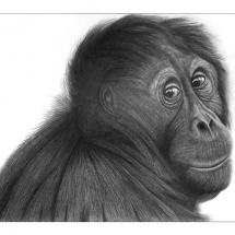A drawing of an Orangutan. Drawn in 2006 by Jerri Rose on Bristol board using graphite pencils.