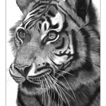 A drawing of a Sumatran tiger side on. Drawn in 2007 by Jerri Rose on Bristol board using graphite pencils.
