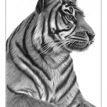 A drawing of a Sumatran tiger focusing into the distance. Drawn in 2007 by Jerri Rose on Bristol board using graphite pencils.