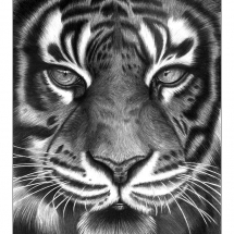 A drawing of a Tiger. Drawn in 2006 by Jerri Rose on Bristol board using graphite pencils.