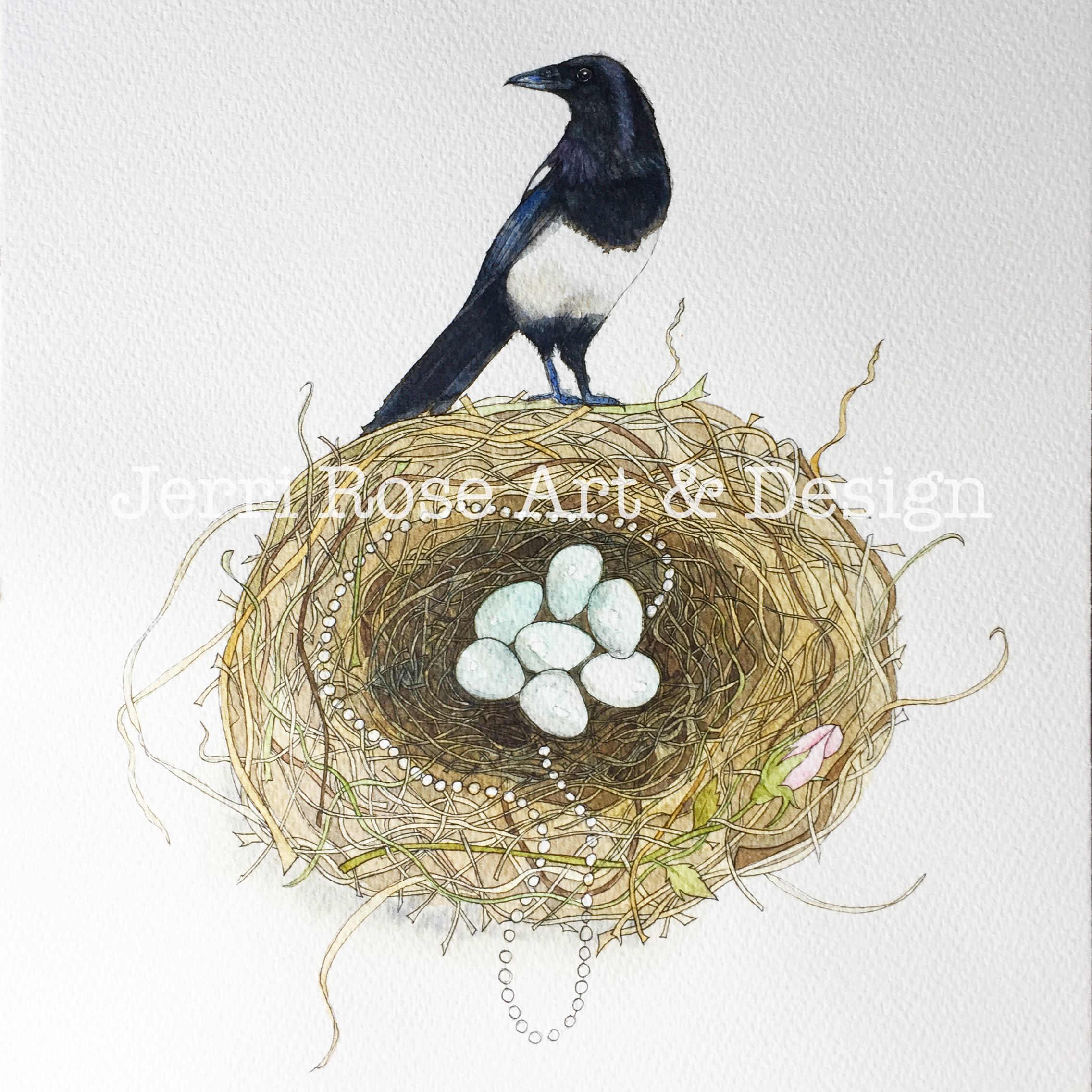 An image showing the final watercolour painting of a Magpie and it's nest..