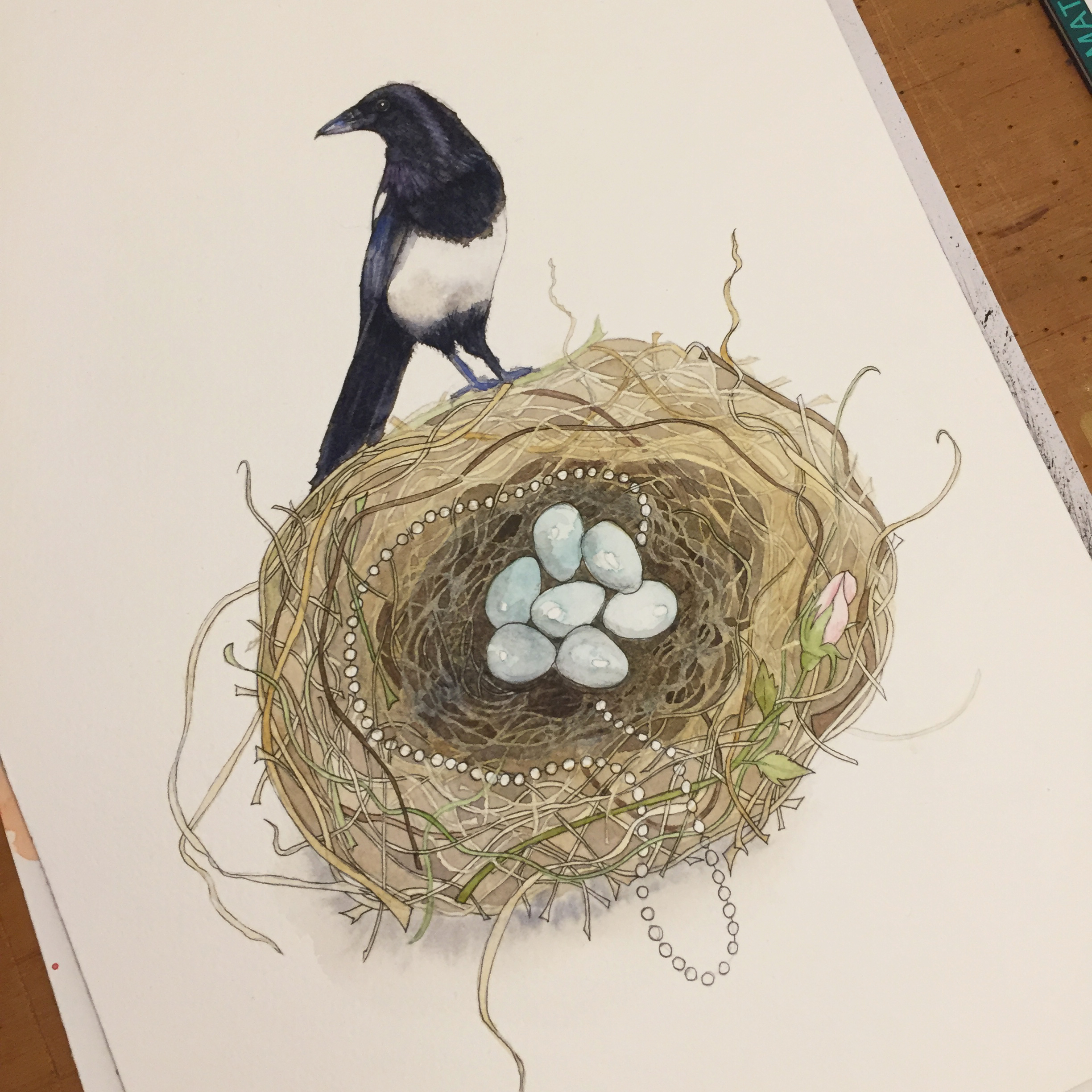 A photograph showing the magpie watercolour painting with the inking half finished