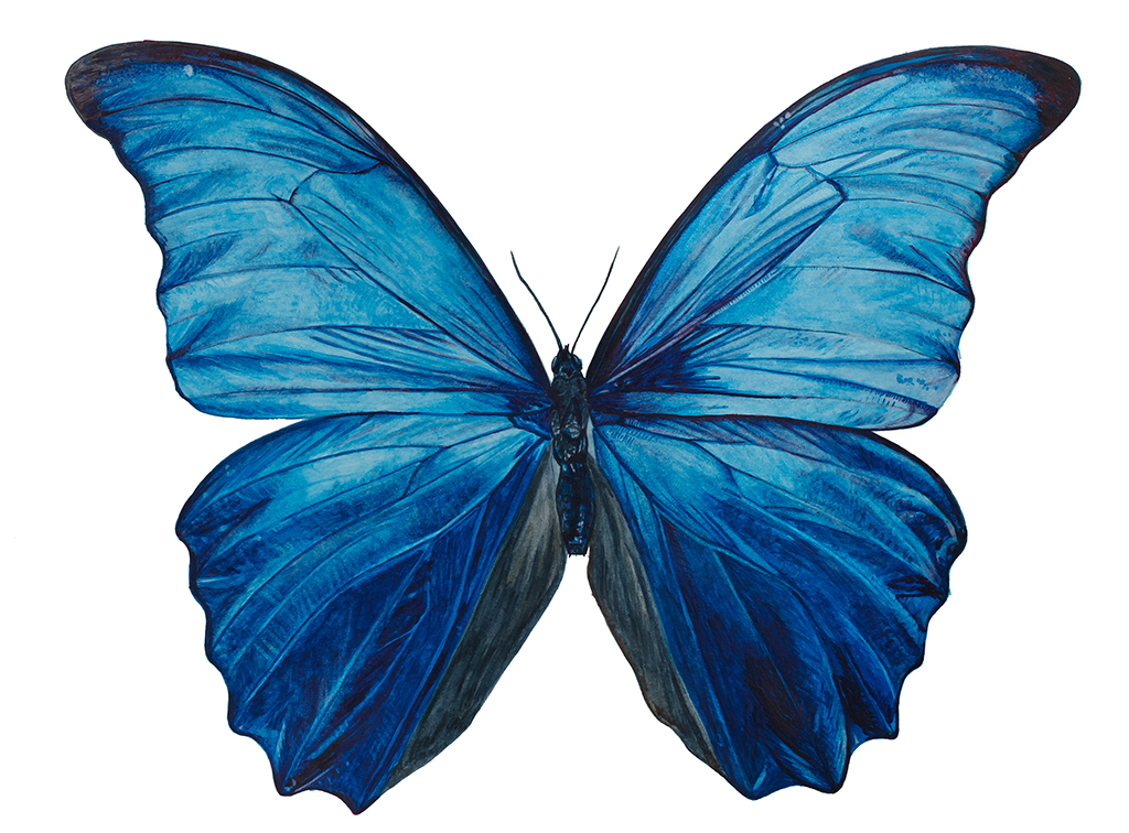 A botanical watercolour painting of a Giant blue morpho butterfly with bright, iridescent blue wings edged with black.