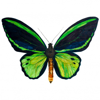 A botanical watercolour painting of a Common Green Birdwing butterfly with bright green and black wings.