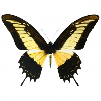 A botanical watercolour painting of a Queen Swallowtail Butterfly butterfly with bright yellow and black wings.