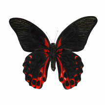 A detailed, intense coloured watercolour painting of a red Scarlet Mormon Butterfly (Papilio rumanzovia). The bright red highlights on the wing contast with the inky black of the shadows. The dark, firey & flaming artwork is on a white background.