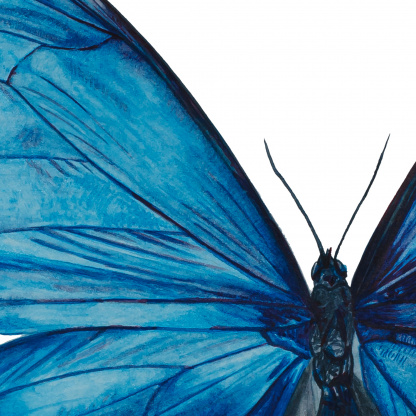 A close-up of the detail of the blue morpho butterfly watercolour painting. The focus is on the head of the butterfly and the electric blue of the wing which is punctuated with inky blue lines and details.