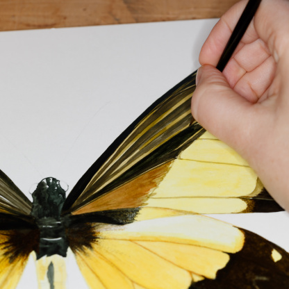 A progress shot of a Queen Swallowtail (Papilio androgeus) butterfly being painted. A hand holds a brush as the wings are worked on. The yellow and black butterfly is on a clean white paper background and the artwork is placed upon a wooden desk.