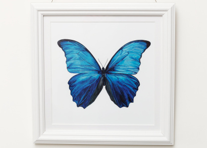 An square Watercolour Painting of a Giant Blue Morpho (Morpho didius) Butterfly framed in a white frame against a white wall. The sky blue colours on the wing contast with the royal blue. The vibrant & vivid artwork is on a white background.