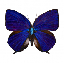 A botanical watercolour painting of a Oakblue Butterfly butterfly with bright bluish purple iridescent wings.