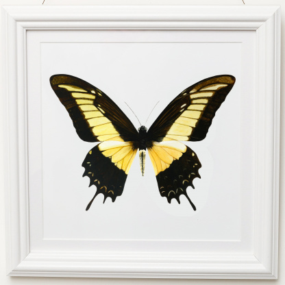 A detailed, brightly coloured watercolour painting of a yellow Queen Swallowtail (Papilio androgeus). The butter yellow highlights on the wing contast with the warm brown of the shadows. The cool and vibrant artwork is in a white sqaure frame.