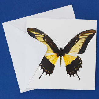 Picture Of Swallowtail Butterfly Blank Greeting Card from Original Watercolour Artwork