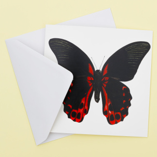Picture Of Scarlett Mormon Butterfly Blank Greeting Card from Original Watercolour Artwork
