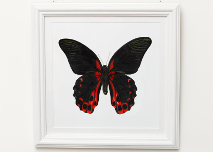 An square watercolour painting of a Scarlet Mormon butterfly (Papilio rumanzovia) framed in a white frame. The bright red highlights on the wing contast with the inky black of the shadows. The dark, firey & flaming artwork is on a white background.