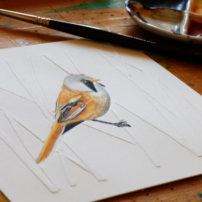 A close up photograph of the watercolour painting of a Bearded Tit. The focus is on the birds head and wing. The photograph is angled to highlight the embossing on the reeds.