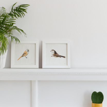 Watercolour paintings of a Bearded Tit and a Long Tailed Tit. The paintings are in a white wooden square frames and are placed on a white fireplace. Next to them is green potted succulent in a small yellow pot and a green plant in a white pot.