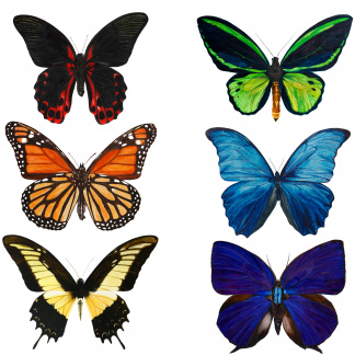 Butterfly Card Collection