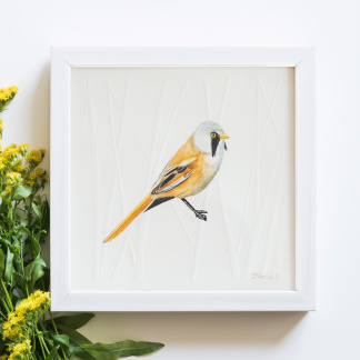 A watercolour painting of a Bearded Tit. The orange & black bird grasps onto blind embossed reeds. The painting is in a white wooden frame which is placed on a white background. Next to the bird is bunch of yellow flowers.