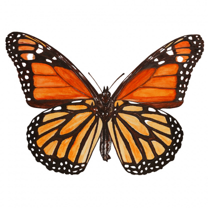 A botanical watercolour painting of a Monarch butterfly with bright orange and white slashes edged with reddish brown.