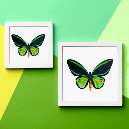 A comparison photograph of the difference between the 12in and 8in versions of the watercolour butterfly painting. The photographs show an example of the bright, detailed painting with a mount in a white frame. The frames are on a green background.