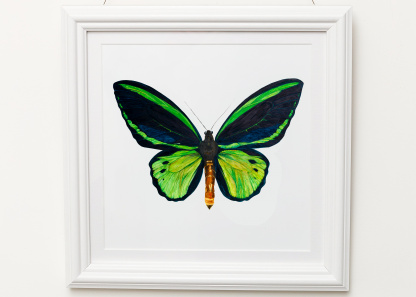 A square watercolour painting of a Green Birdwing (Ornithoptera priamus) is in a white frame against a white wall. The grass green highlights on the wing contast with the inky blue of the shadows. The vibrant & vivid artwork is on a white background.