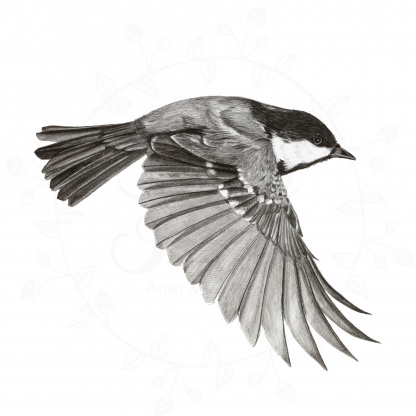 A pencil drawing of a Coal Tit (Periparus ater) in flight. The black and white bird is depicted flying with its wings down.
