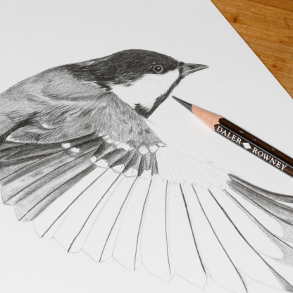 A close up photograph of the pencil drawing of a Coal Tit (Periparus ater). The focus is on the birds head and wing. Next to the drawing is a pencil and the drawing lies on a wooden table.