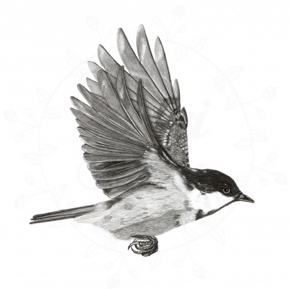A pencil drawing of a Coal Tit (Periparus ater) in flight. The black and white bird is depicted flying with its wings up.