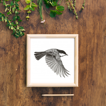 A pencil drawing of a Coal Tit (Periparus ater) in flight. The black and white bird is depicted flying with its wings down. The painting is in a wooden frame on a wooden background. Above the drawing is some flowers and below is a pencil.