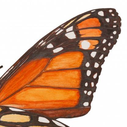 A close-up of the detail of the orange monarch butterfly watercolour painting. The focus is on the wing tip of the butterfly and the dark reddish browny black of the wing outlines which frame the flaming orange wings and white patches and spots.