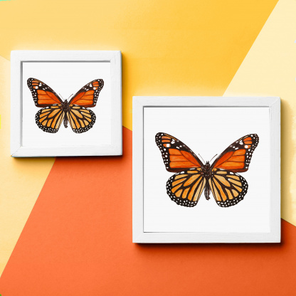 A comparison photograph of the difference between the 12in and 8in versions of the watercolour butterfly painting. The photographs show an example of the bright, detailed painting with a mount in a white frame. The frames are on an orange background.