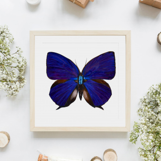 A saturated & brightly coloured square watercolour painting of a Purple and Blue Oakblue (Arhopala hercules) Butterfly framed in a light frame against a white background. It is surrounded by white flowers, logs, bottles & plain brown parcels.