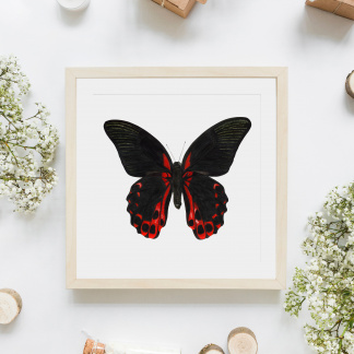 An saturated and brightly coloured square watercolour painting of a Scarlet Mormon butterfly (Papilio rumanzovia) framed in a light frame against a white background. The painting is surrounded by white flowers, logs, bottles and plain brown parcels.