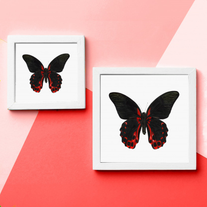 A comparison photograph of the difference between the 12in and 8in versions of the watercolour butterfly painting. The photographs show an example of the bright, detailed painting with a mount in a white frame. The frames are on a red background.