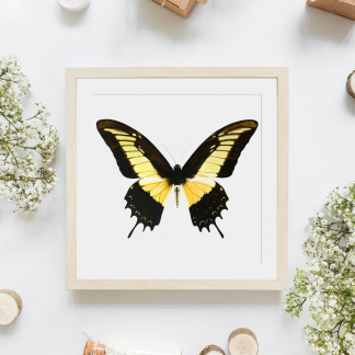 An saturated and brightly coloured square watercolour painting of a Queen Swallowtail (Papilio androgeus) butterfly in a light frame against a white background. The painting is surrounded by white flowers, logs, bottles and plain brown parcels.