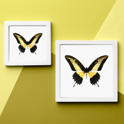A comparison photograph of the difference between the 12in and 8in versions of the watercolour butterfly painting. The photographs show an example of the bright, detailed painting with a mount in a white frame. The frames are on a yellow background.