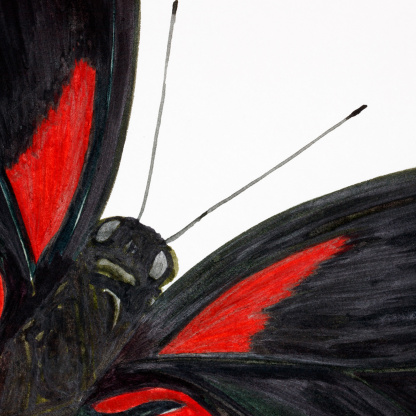 A close-up of the detail of the red Scarlet Mormon butterfly watercolour painting. The focus is on the head of the butterfly and the bright red of the wing which is surrounded with dark inky black.