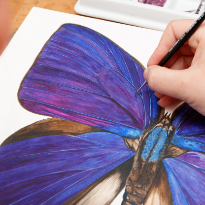 A close-up of the detail of the Purple and Blue Oakblue (Arhopala hercules) butterfly watercolour painting being painted. A hand holds a fine brush which is applying paint to the wing of the butterfly.