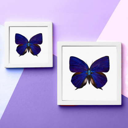 A comparison photograph of the difference between the 12in and 8in versions of the watercolour butterfly painting. The photographs show an example of the bright, detailed painting with a mount in a white frame. The frames are on a purple background.