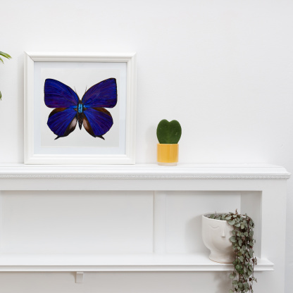 An square Watercolour Painting of a Purple and Blue Oakblue (Arhopala hercules) Butterfly framed in a white frame on white fireplace The vibrant & vivid artwork is on a white background. The wings are deep purpley blue with electric blue on the body.